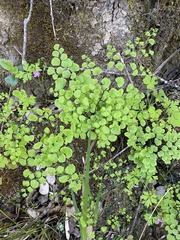 Adiantum chilense