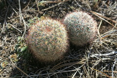 Pediocactus simpsonii