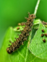 Lebadea martha parkeri