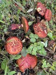 Suillus spectabilis