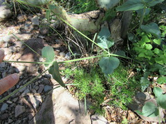 Mirabilis oxybaphoides