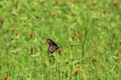 Danaus plexippus plexippus
