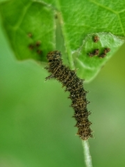 Lebadea martha parkeri