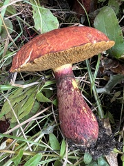 Suillus spectabilis