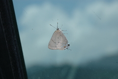 Parrhasius polibetes