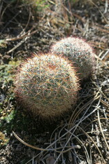 Pediocactus simpsonii