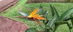 Strelitzia