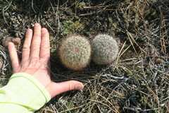 Pediocactus simpsonii