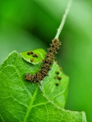 Lebadea martha parkeri