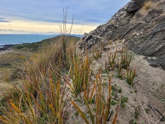 Libertia peregrinans