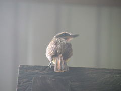 Myiodynastes hemichrysus
