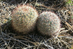 Pediocactus simpsonii