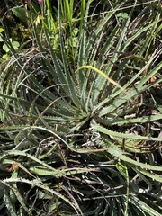 Puya coerulea