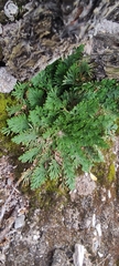Selaginella lepidophylla