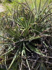 Puya coerulea