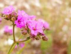 Mirabilis viscosa