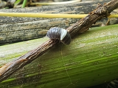 Oniscidea