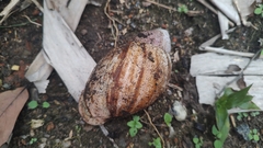 Megalobulimus