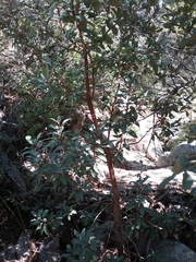 Arbutus arizonica