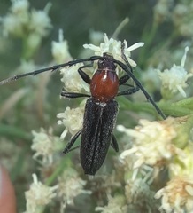 Stenosphenus dolosus