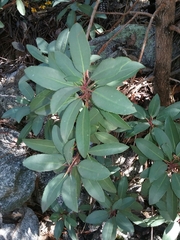 Arbutus arizonica