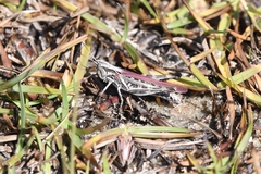 Psinidia fenestralis