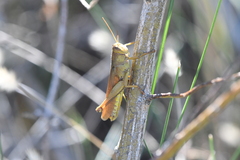 Schistocerca alutacea