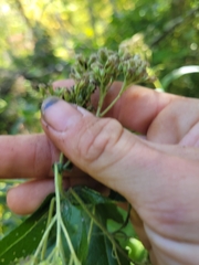 Eupatorium perfoliatum