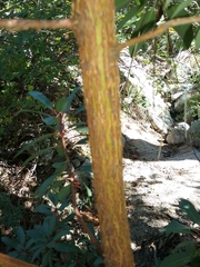 Arbutus arizonica