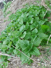 Urtica australis