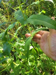 Eupatorium perfoliatum