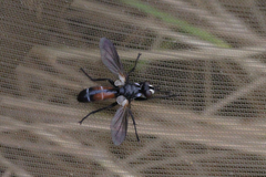 Cylindromyia interrupta