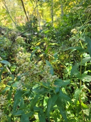 Eupatorium perfoliatum