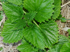 Urtica australis