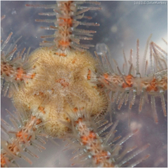 Ophiothrix spiculata