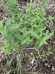 Pycnanthemum muticum