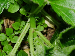 Urtica australis