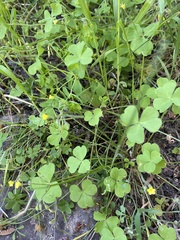 Oxalis laxa