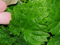 Urtica australis