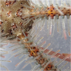 Ophiothrix spiculata