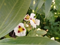 Sagittaria montevidensis
