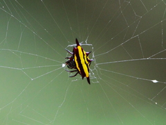 Gasteracantha fornicata