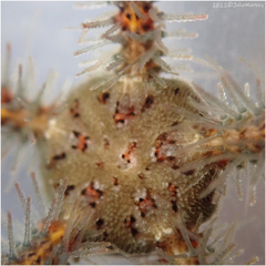 Ophiothrix spiculata