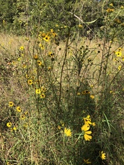 Helianthus angustifolius