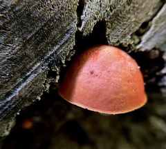 Pluteus aurantiorugosus