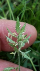 Eragrostis reptans