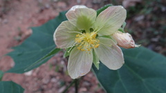 Malvaceae