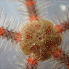 Ophiothrix spiculata