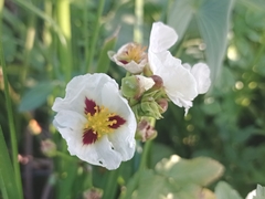 Sagittaria montevidensis