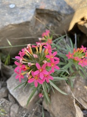 Collomia biflora
